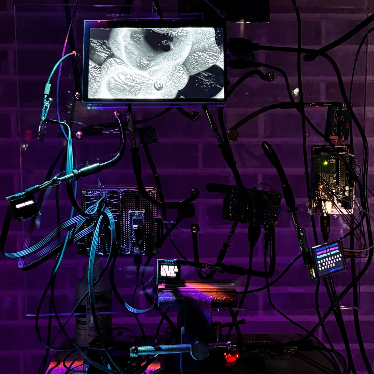 Digital – Hypha Curates